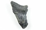4.34" Partial, Fossil Megalodon Tooth - Serrated Blade - #170605-1